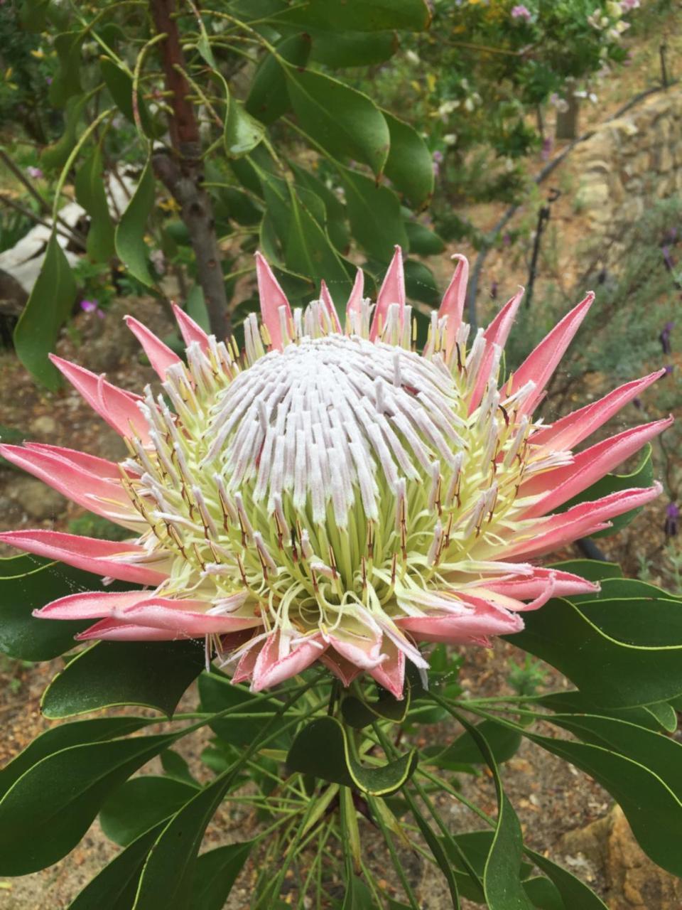 Lalapanzi Lodge Somerset West Buitenkant foto
